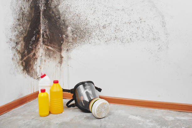 Best Crawl Space Mold Remediation in Howard Lake, MN