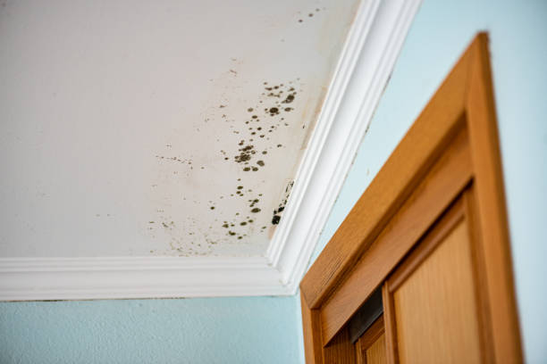 Best White Mold Remediation in Howard Lake, MN