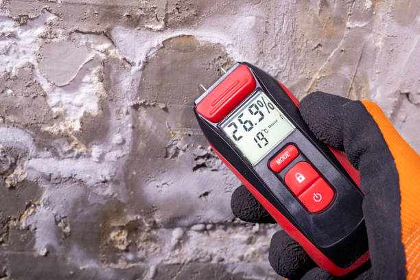 Best Commercial Mold Remediation in Howard Lake, MN