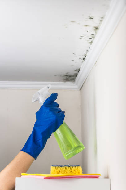 Best Mold Testing and Inspection Services in Howard Lake, MN
